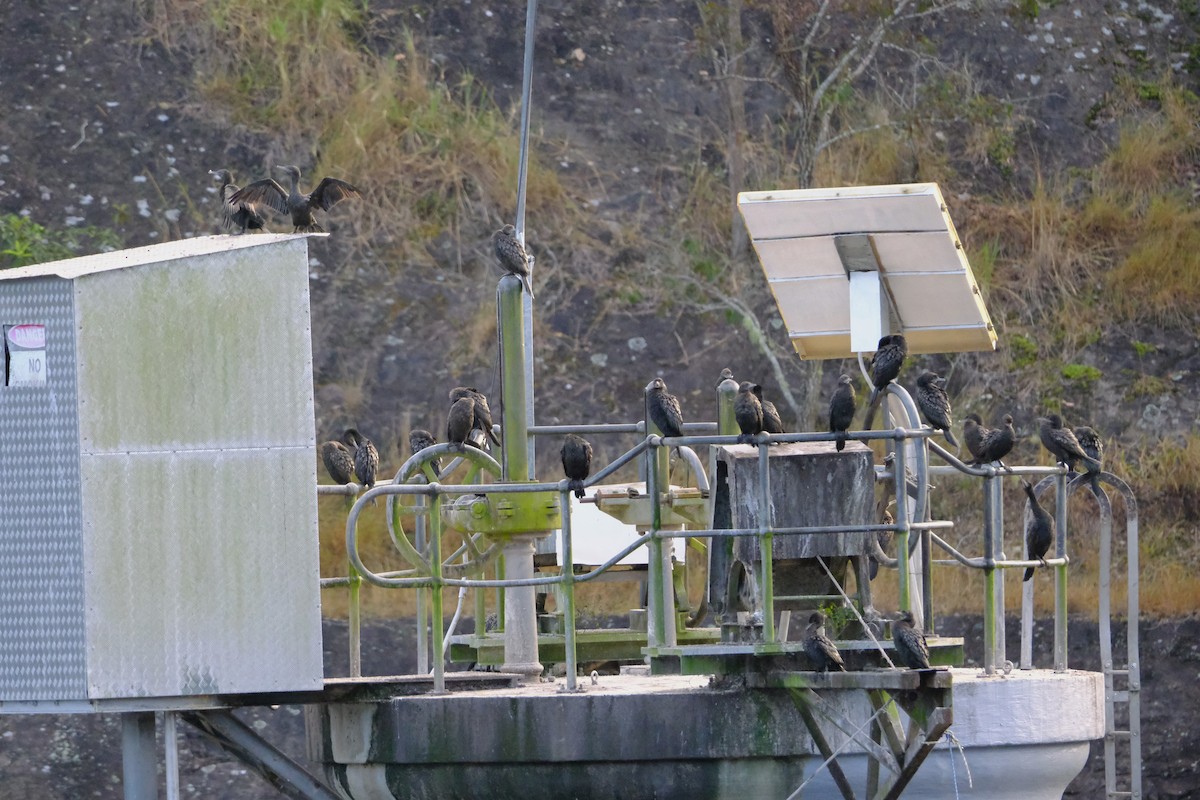 Little Black Cormorant - ML641462564