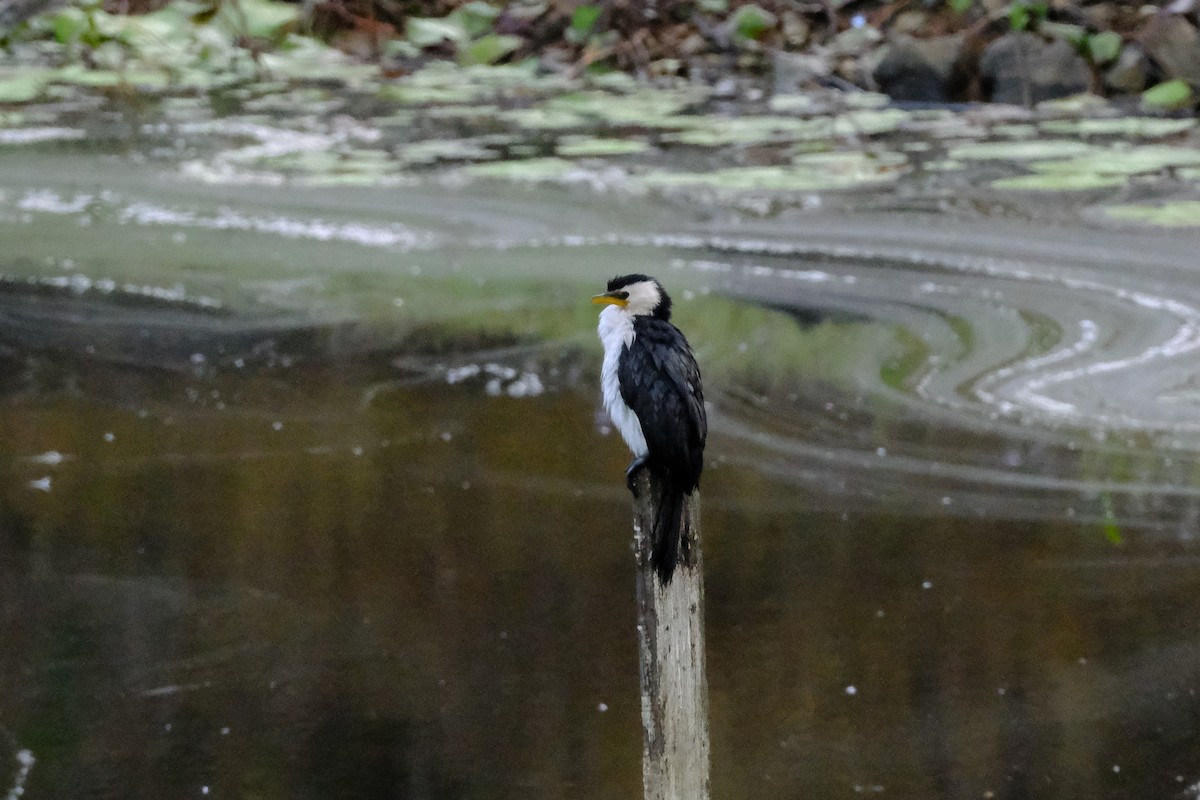 Little Pied Cormorant - ML641462568