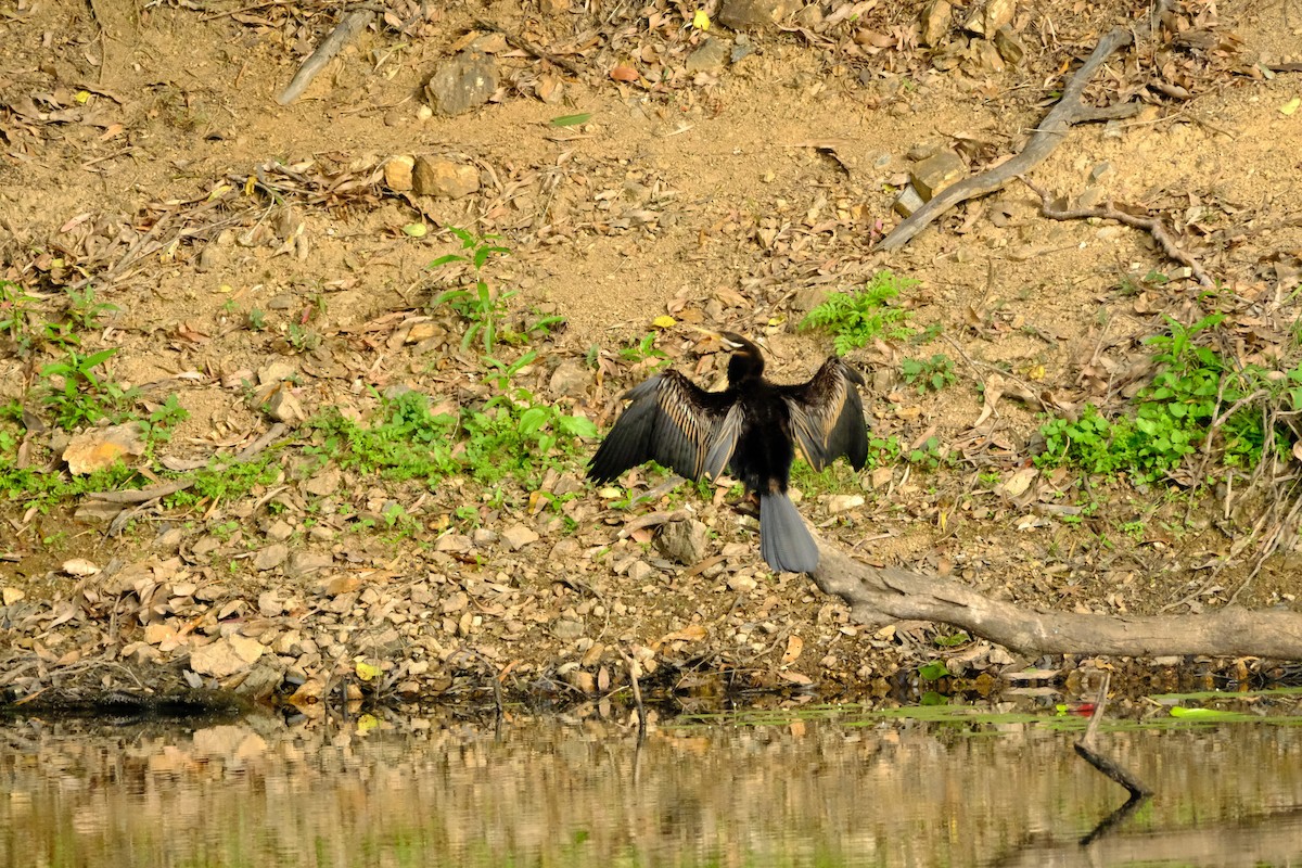 Australasian Darter - ML641462572