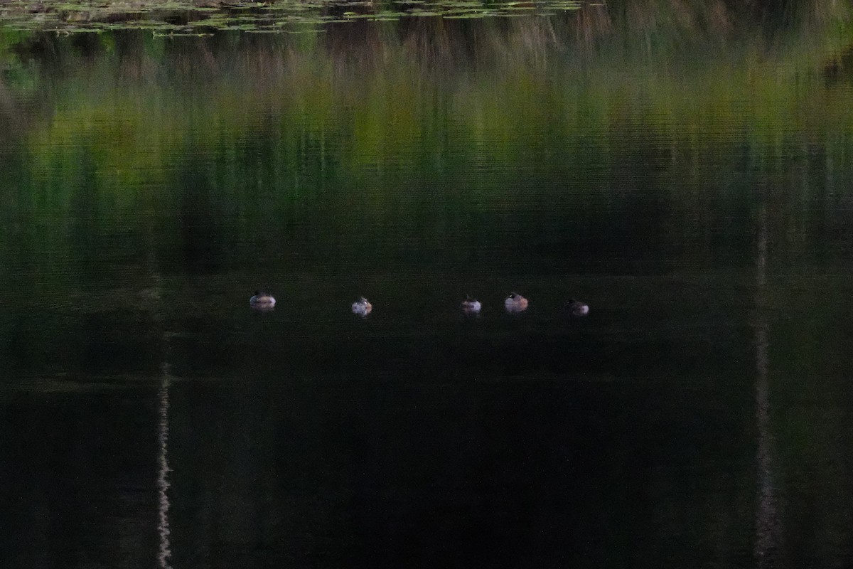 Australasian Grebe - ML641462575