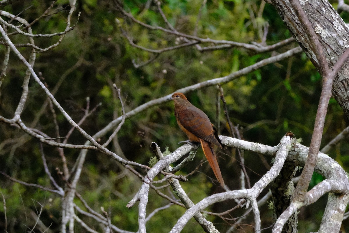 Brown Cuckoo-Dove - ML641462582