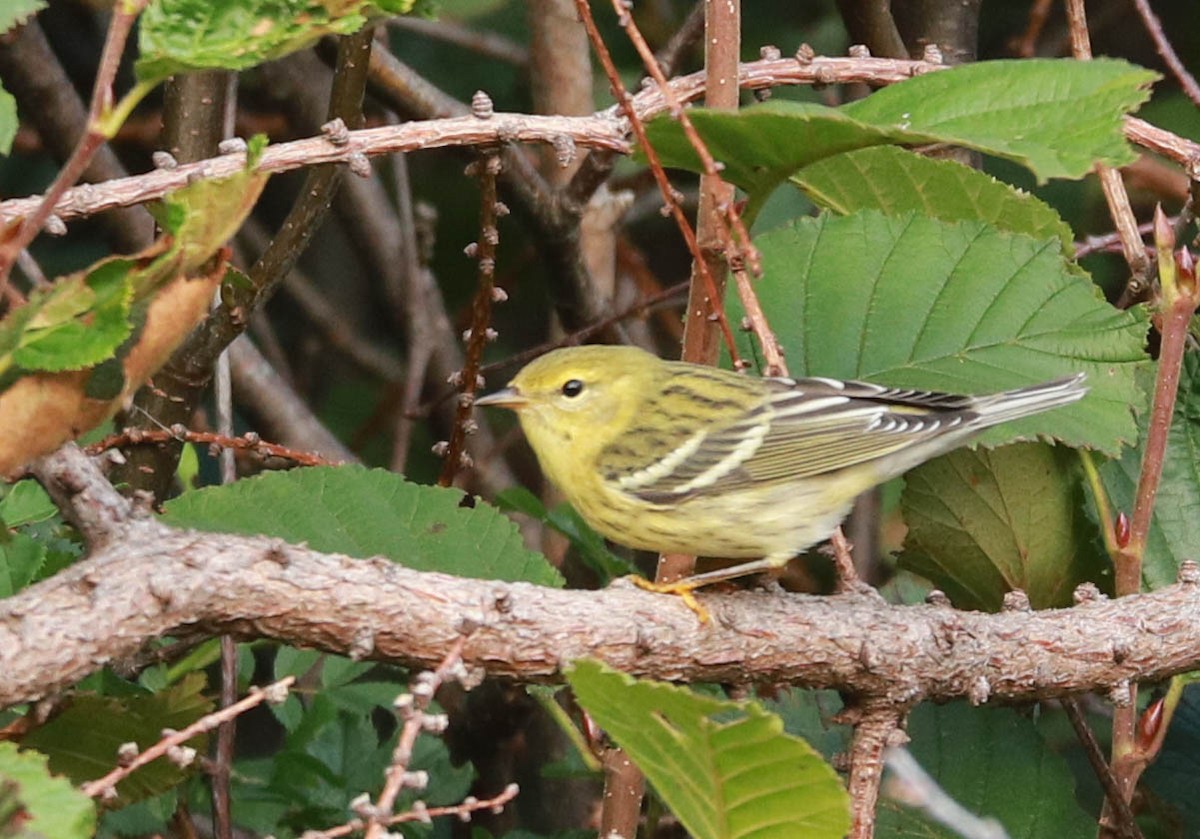 Blackpoll Warbler - ML641462591