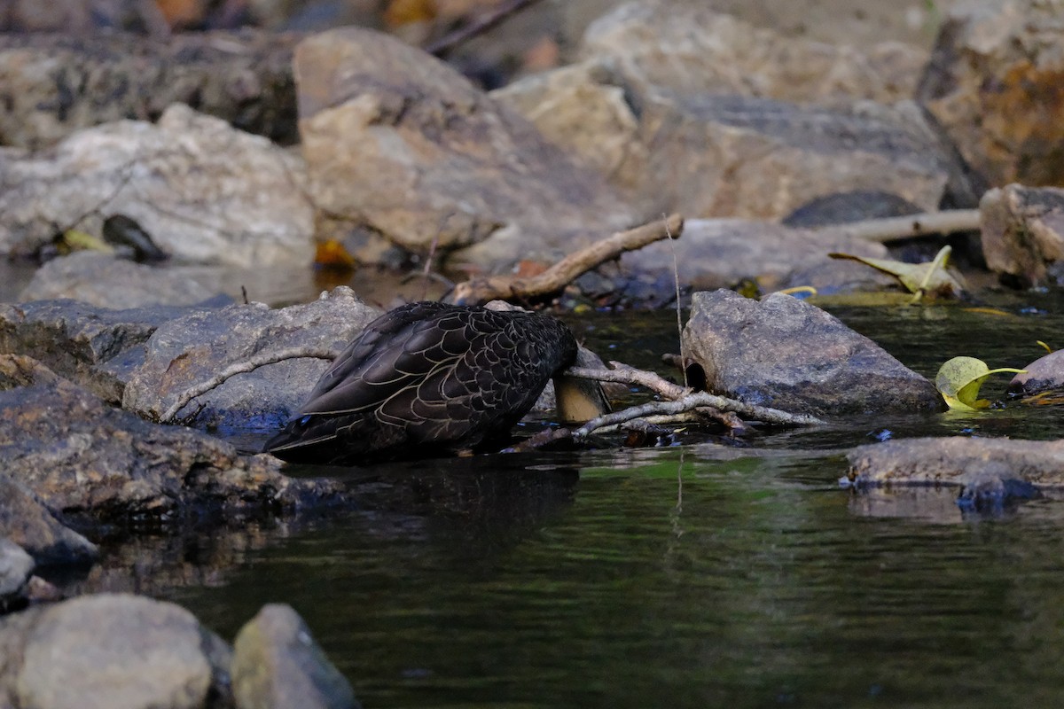 Pacific Black Duck - ML641462597