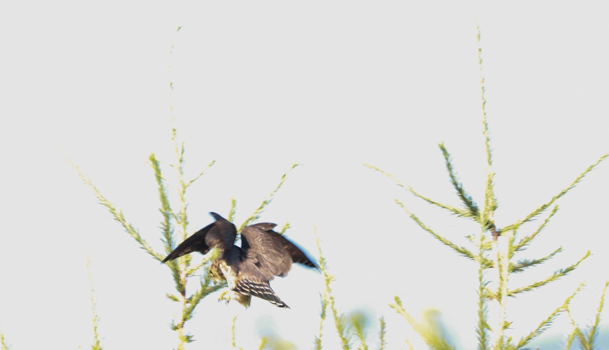 Merlin - ML641462622