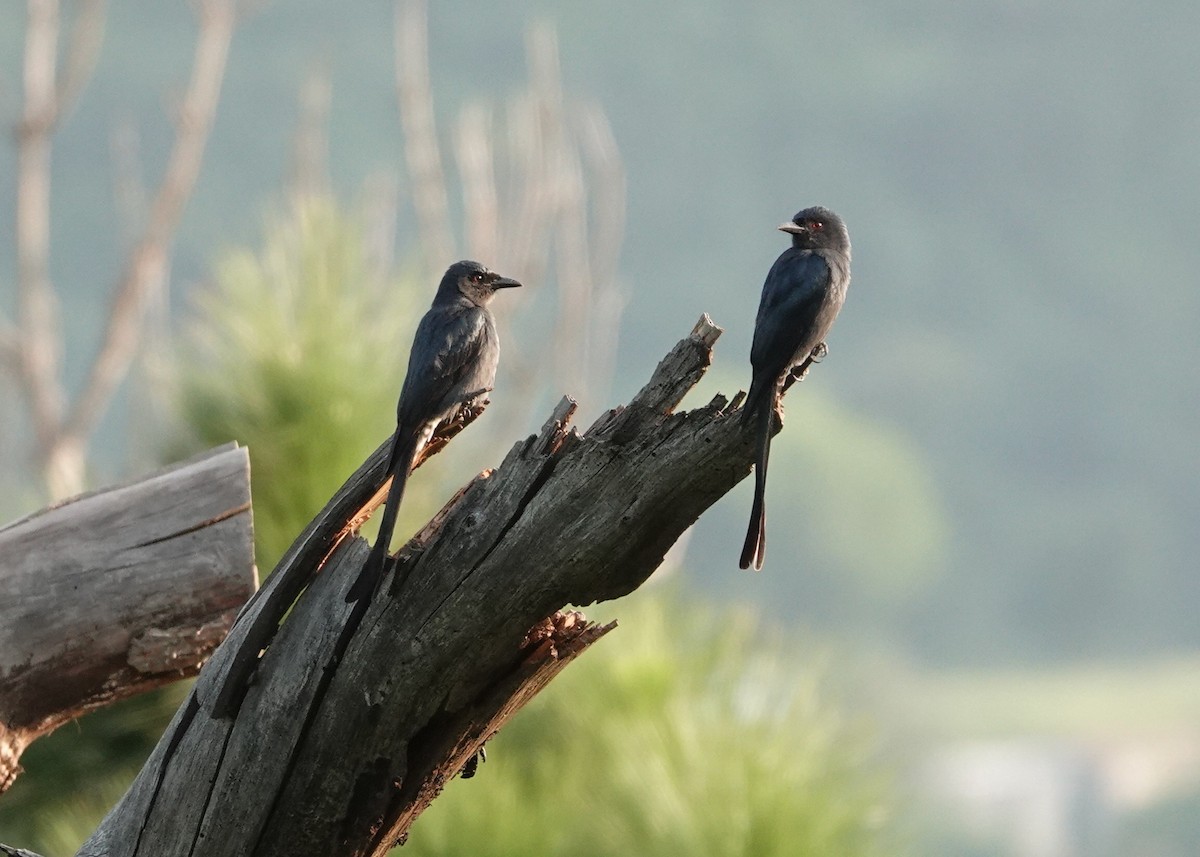 Drongo cendré - ML641462660