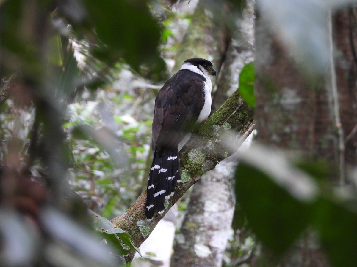 Buckley's Forest-Falcon - ML641462682