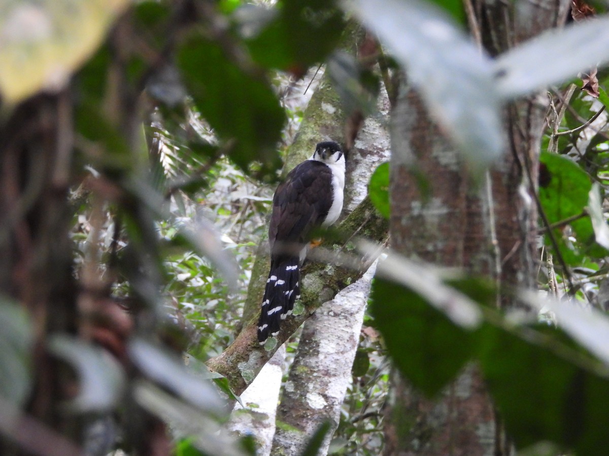 Buckley's Forest-Falcon - ML641462683