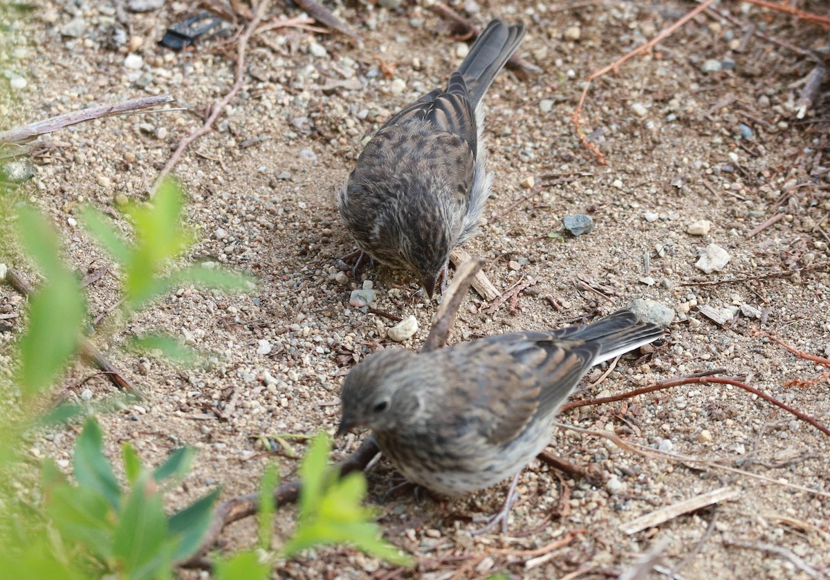 Dark-eyed Junco - ML641462708