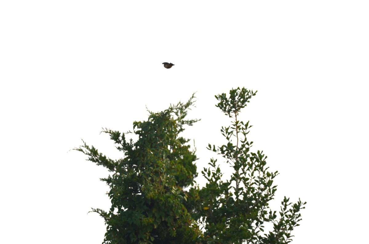 Say's Phoebe - ML641462710