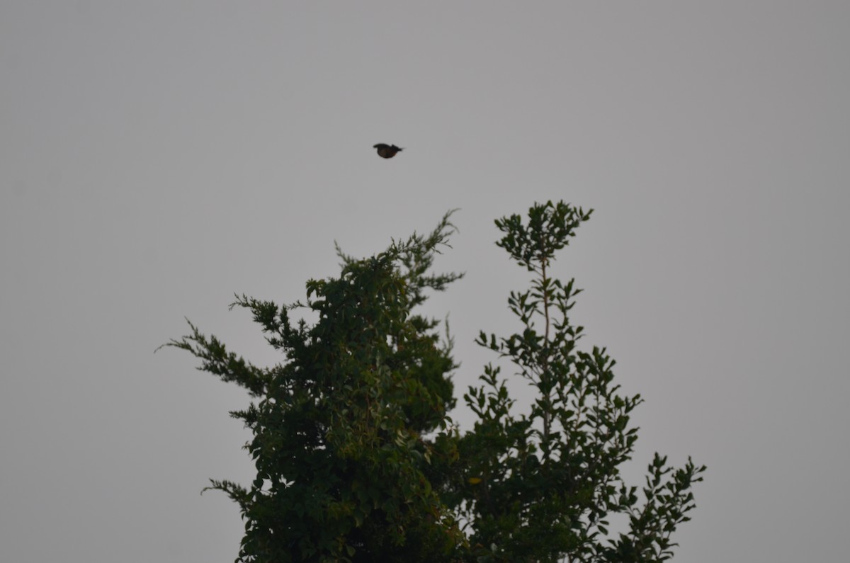 Say's Phoebe - ML641462711