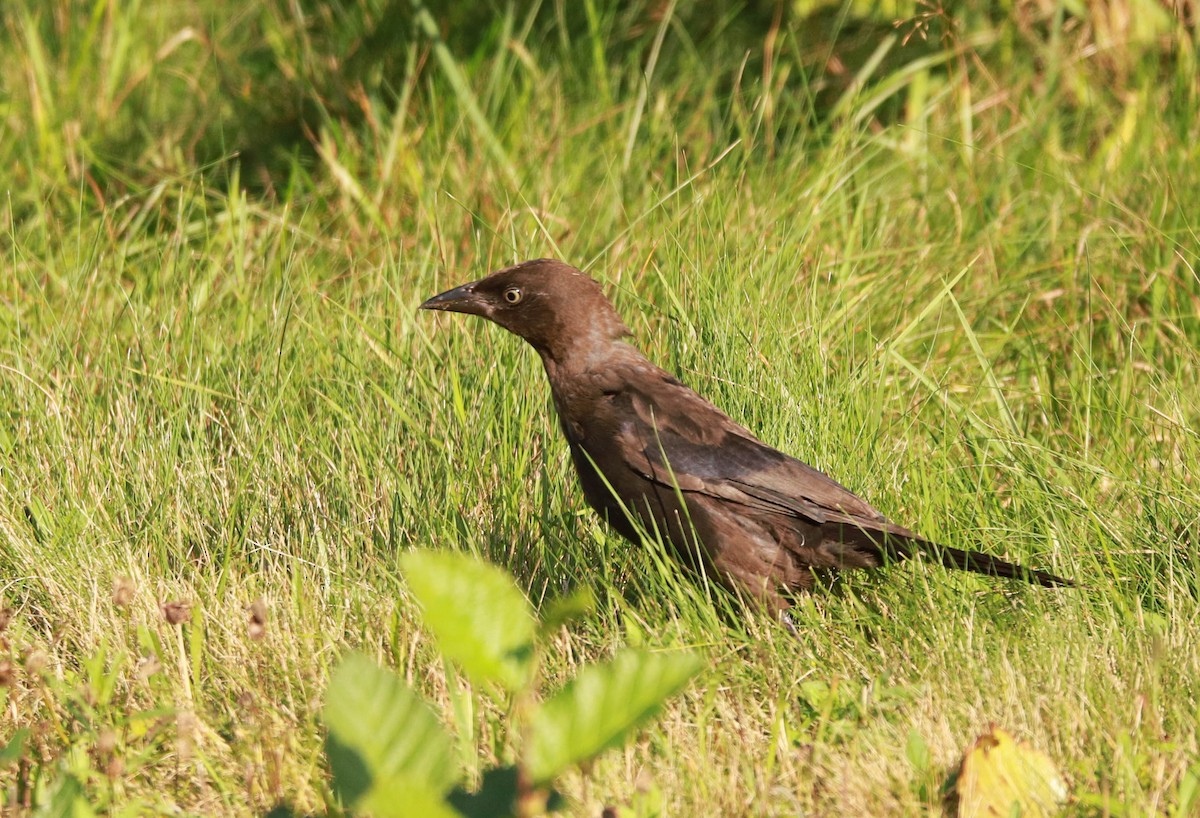 Common Grackle - ML641462724