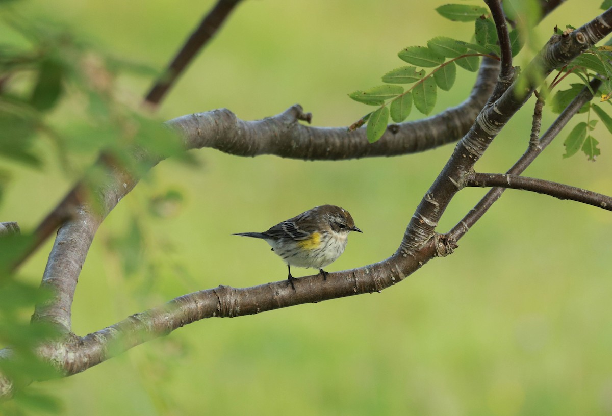 Yellow-rumped Warbler - ML641462736