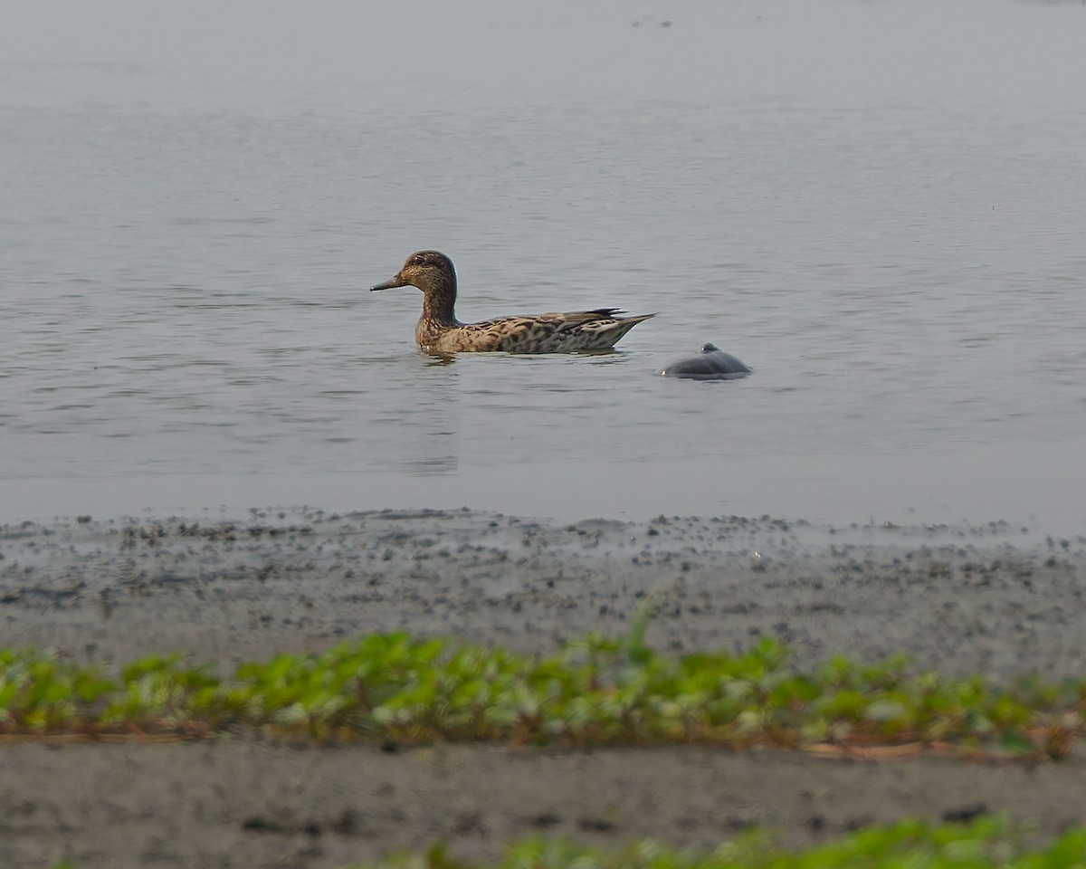 Чирок-свистунок - ML641462738