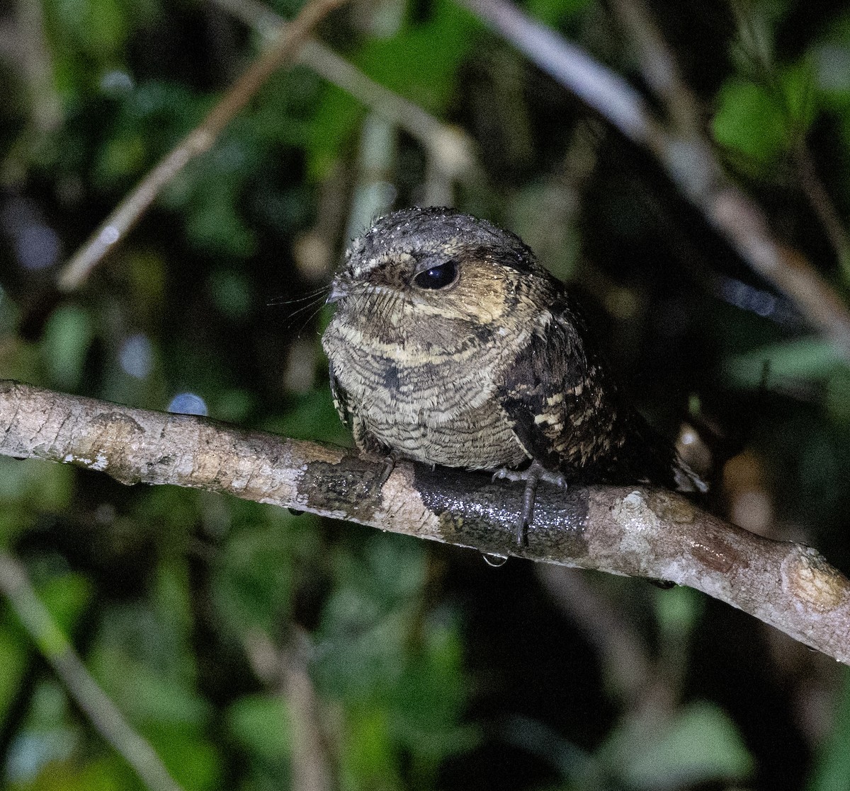 Common Pauraque - ML641462753