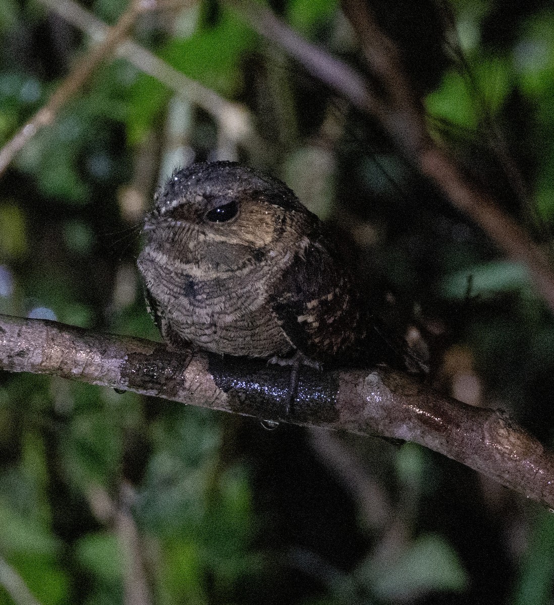 Common Pauraque - ML641462754