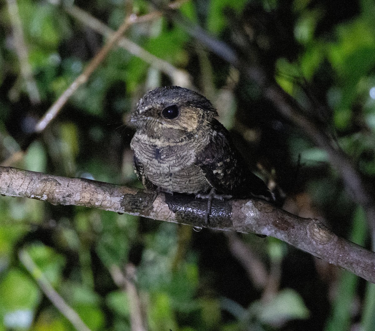 Common Pauraque - ML641462755