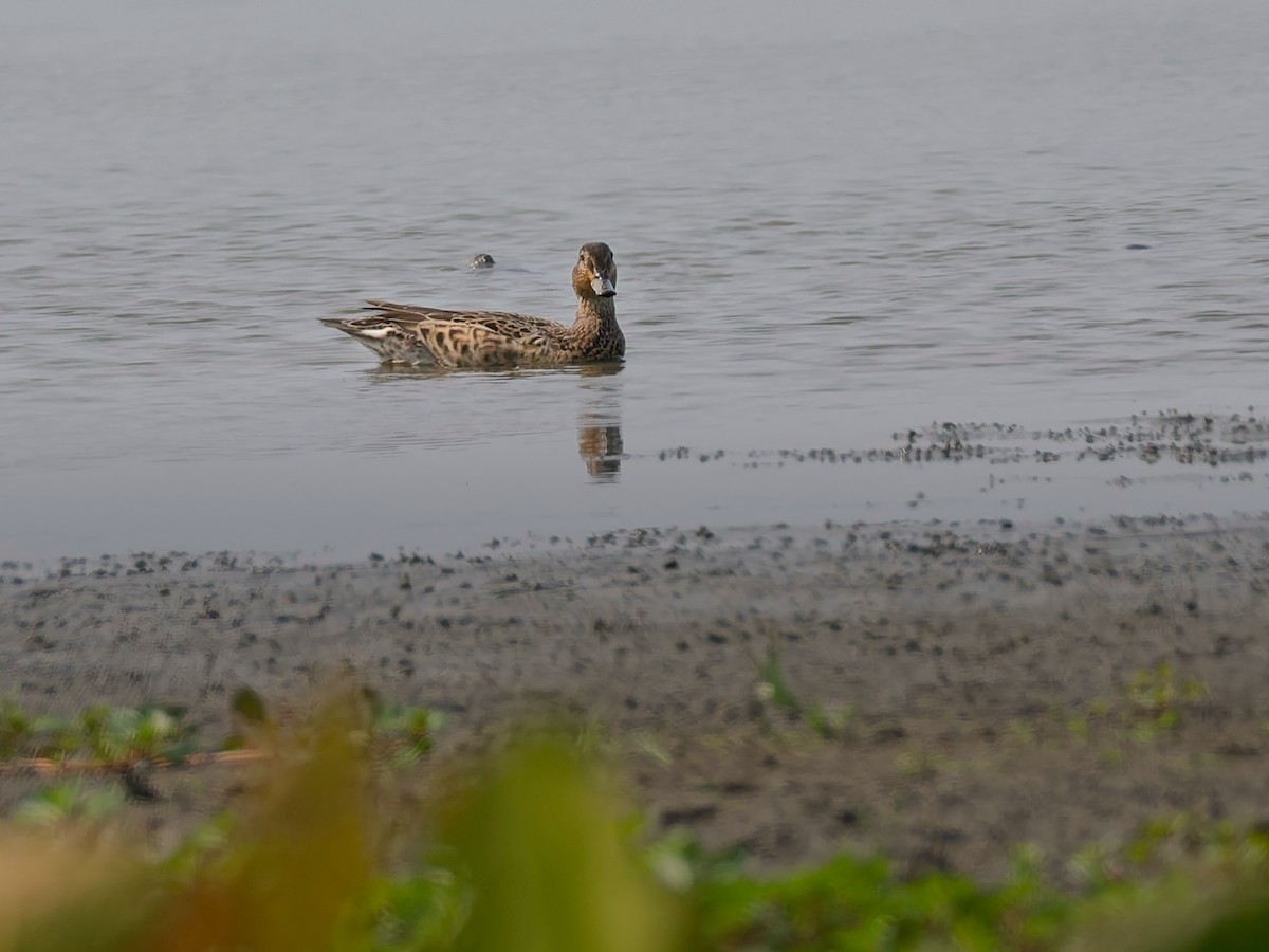 Чирок-свистунок - ML641462756