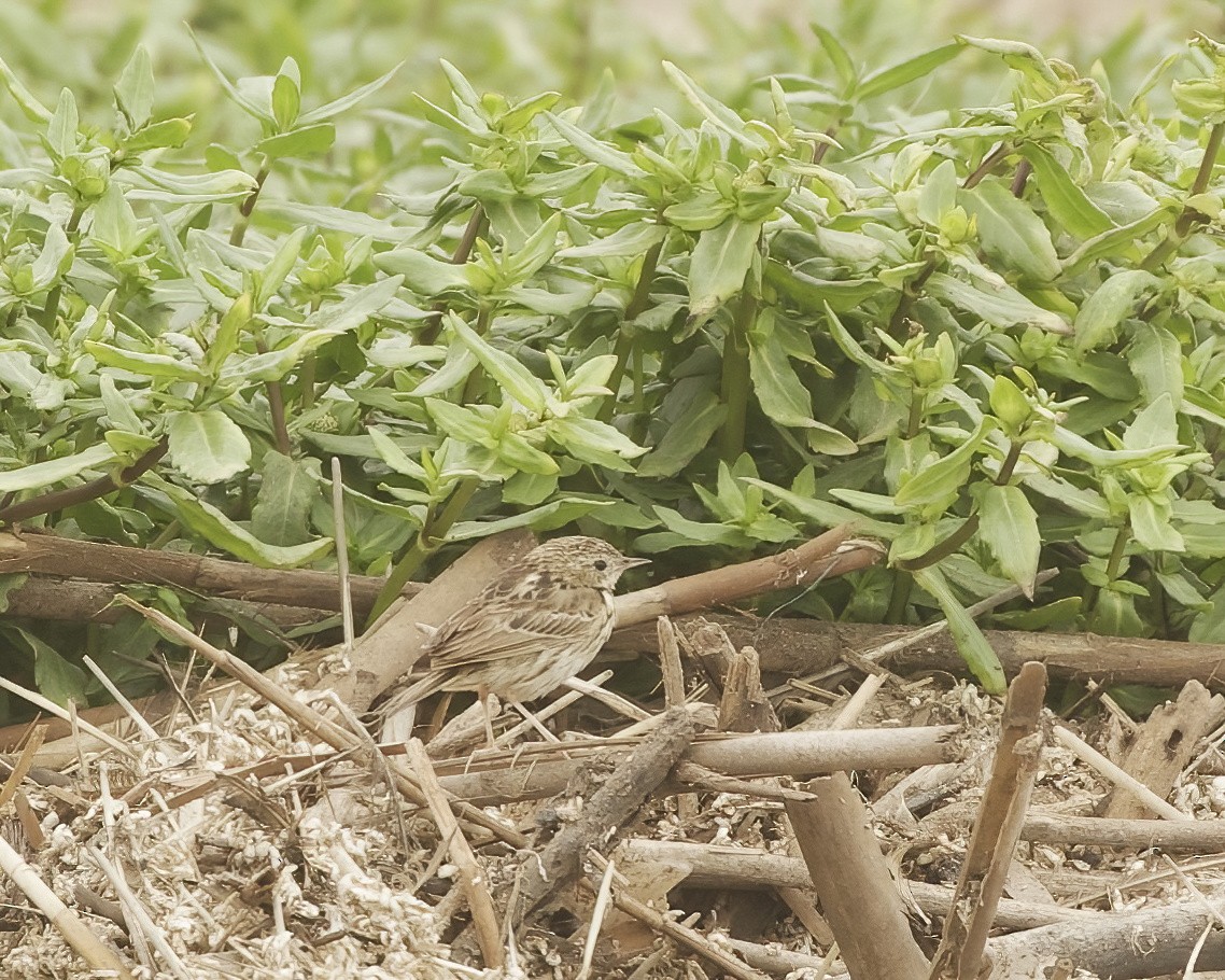Peruvian Pipit - ML641462761
