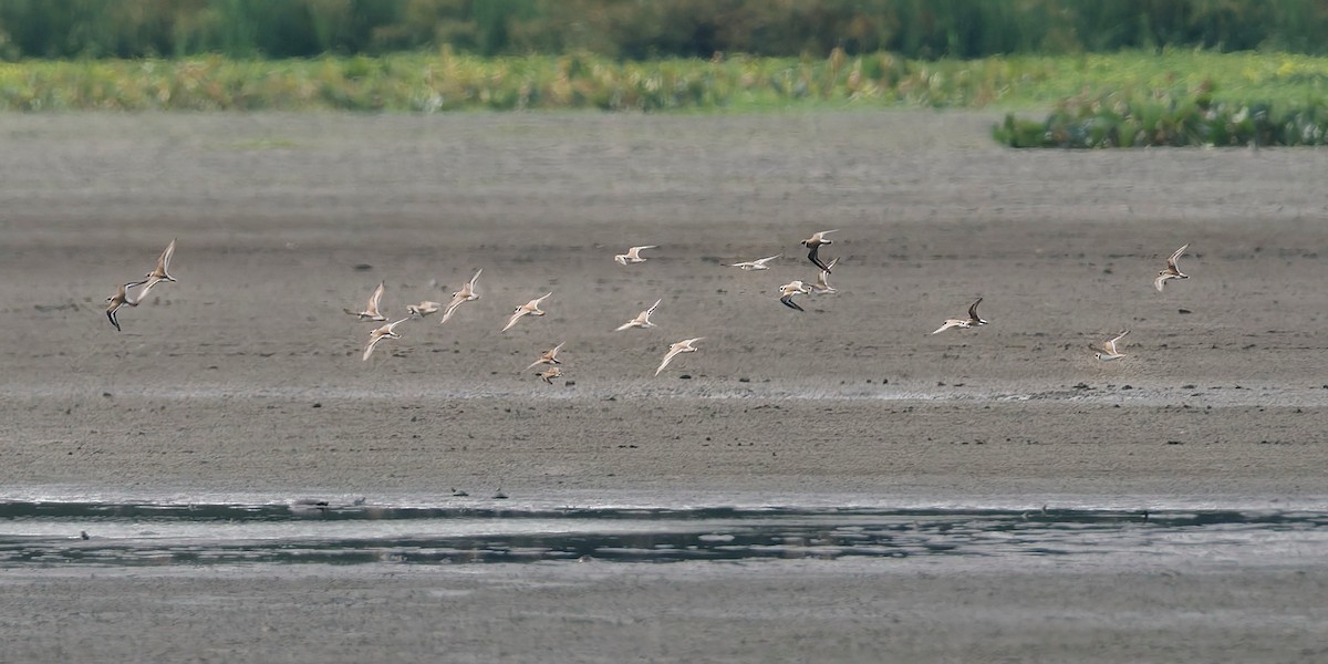 Перепончатопалый галстучник - ML641462782