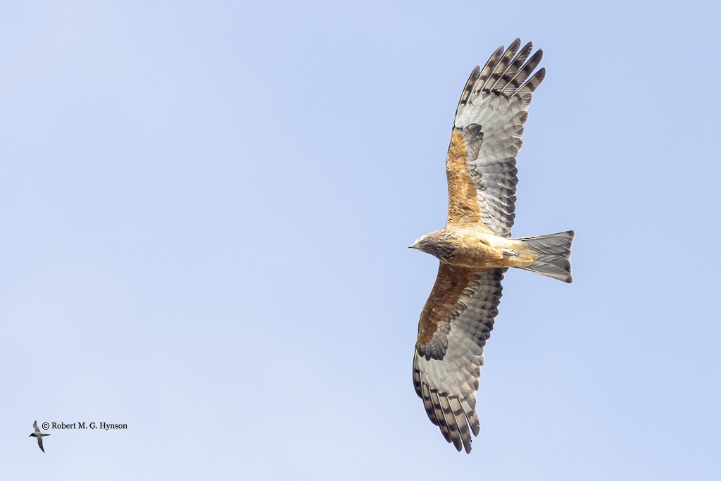 Square-tailed Kite - ML641462814