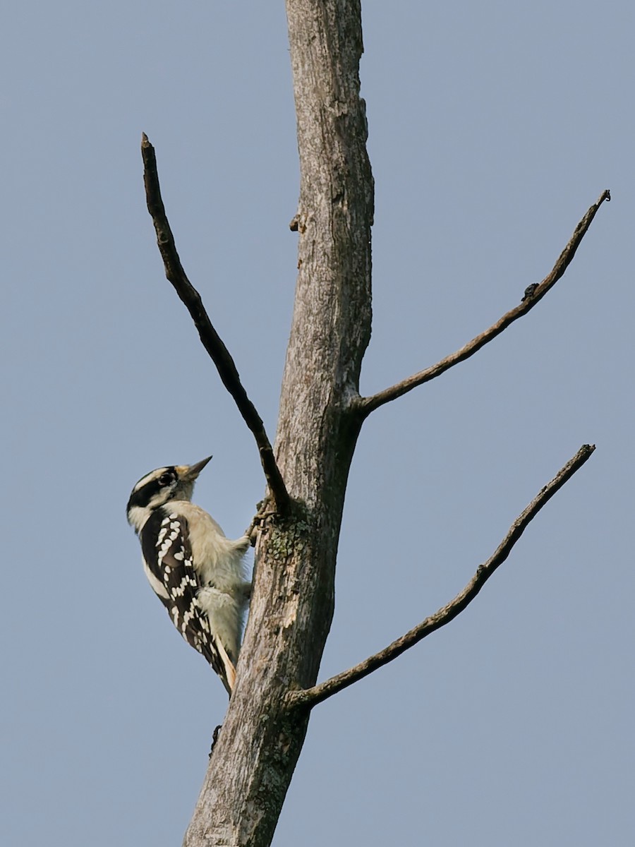 Пушистый дятел - ML641462822