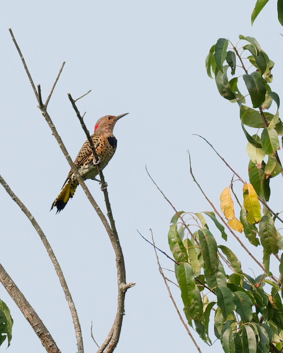 Шилоклювый дятел - ML641462848