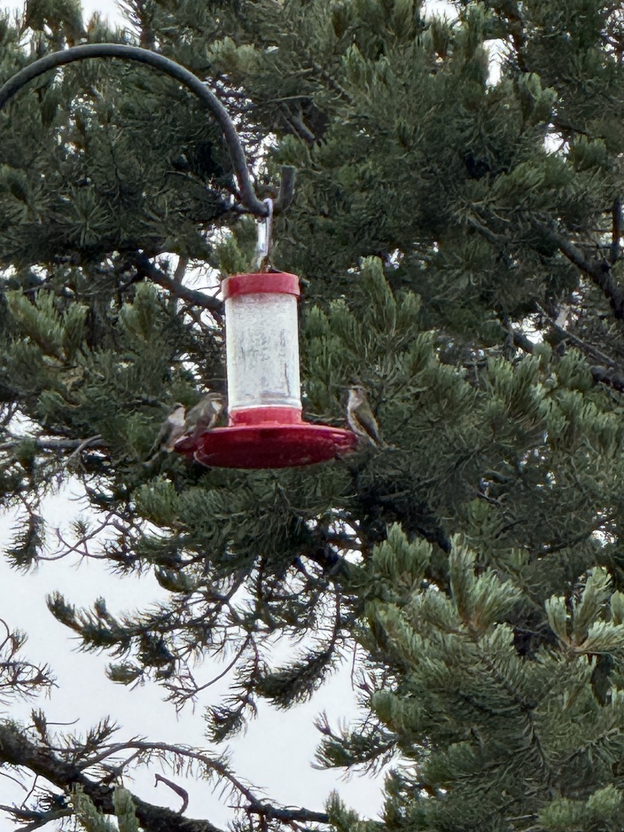 Broad-tailed Hummingbird - ML641462900
