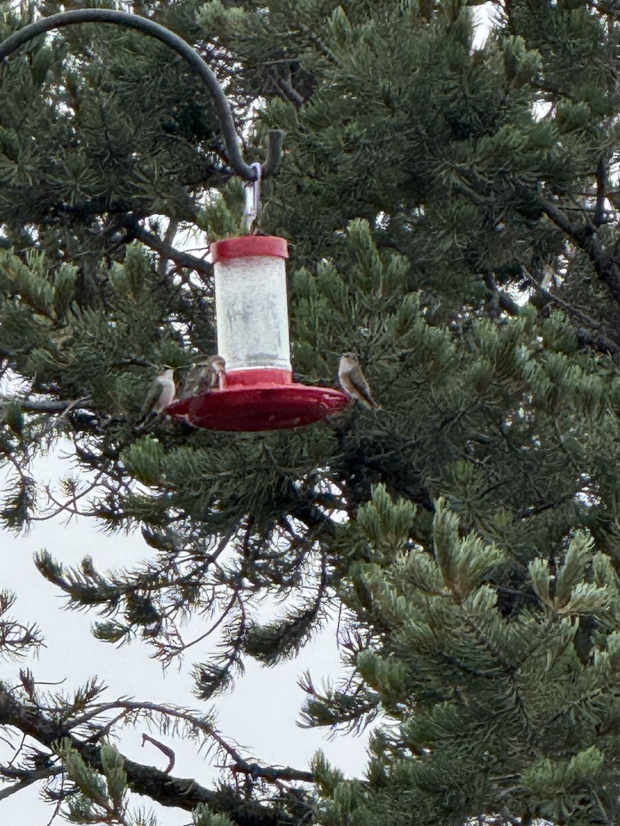 Broad-tailed Hummingbird - ML641462901