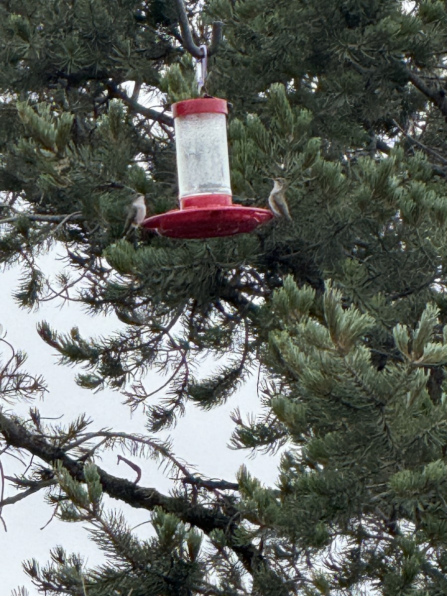 Broad-tailed Hummingbird - ML641462902