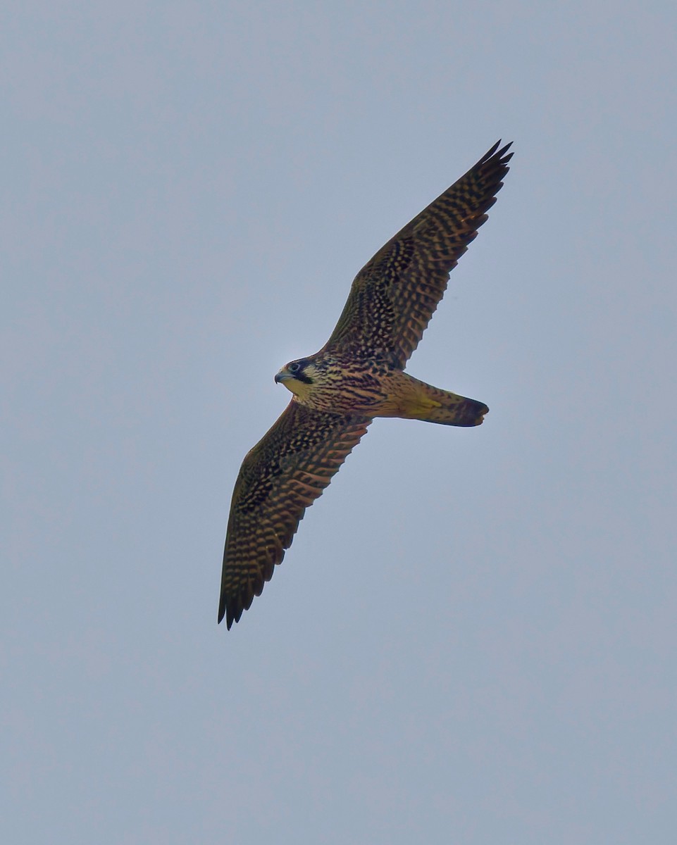 Сапсан - ML641462905