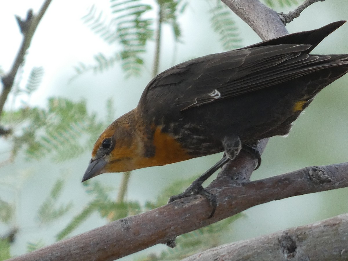 Yellow-headed Blackbird - ML641462913