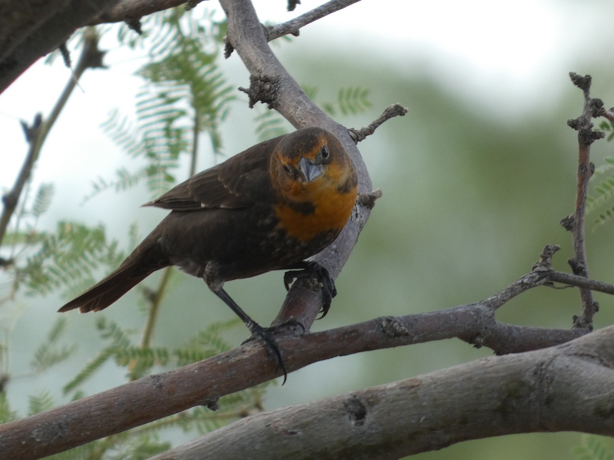 Yellow-headed Blackbird - ML641462914