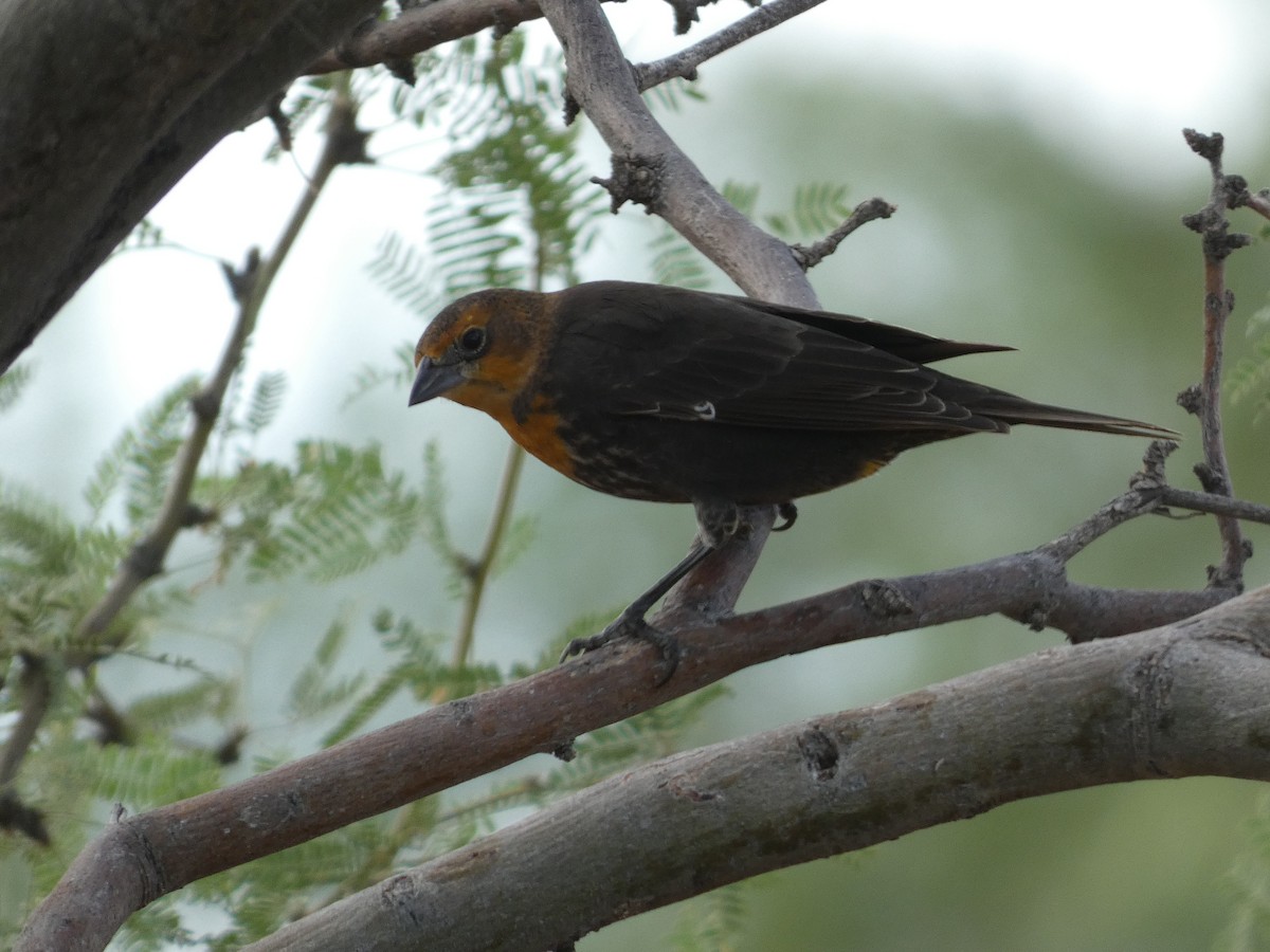 Yellow-headed Blackbird - ML641462915
