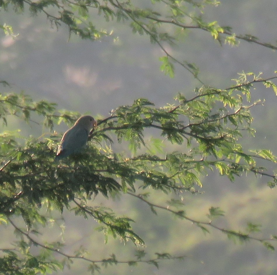 Rosy-faced Lovebird - ML641462921