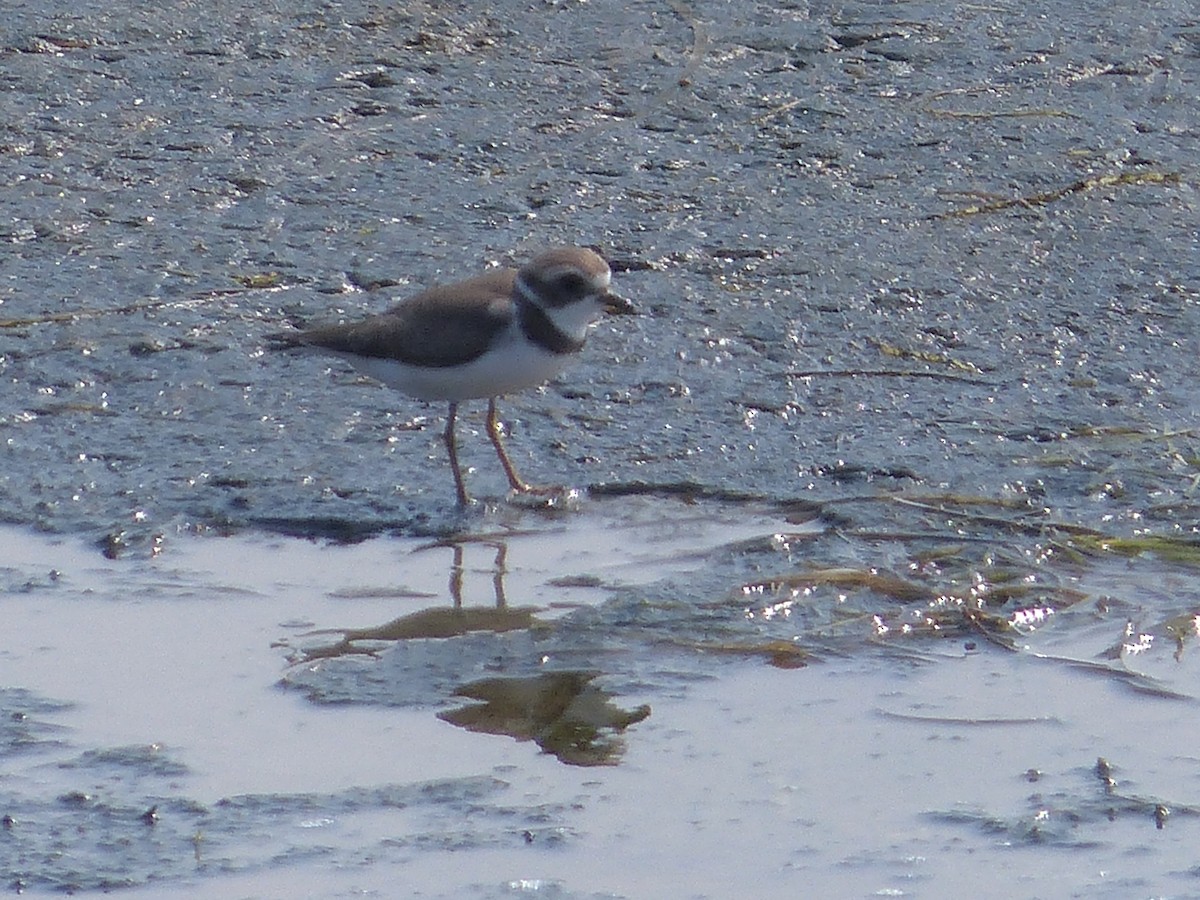 Semipalmated Plover - ML641462922