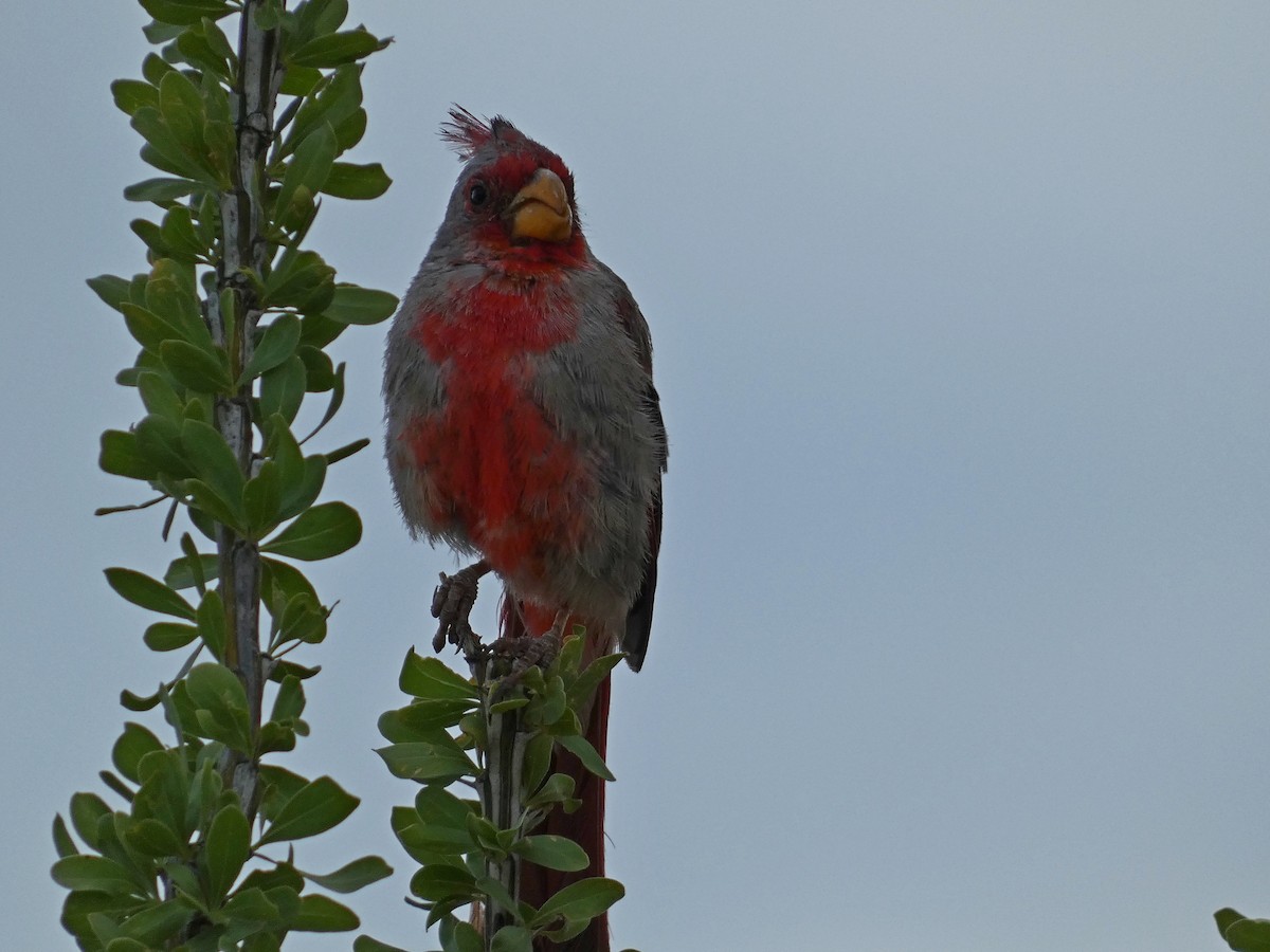 Pyrrhuloxia - ML641462927