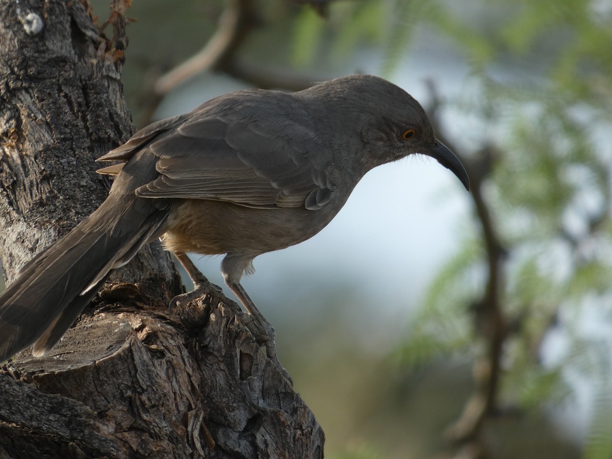 Curve-billed Thrasher - ML641462941