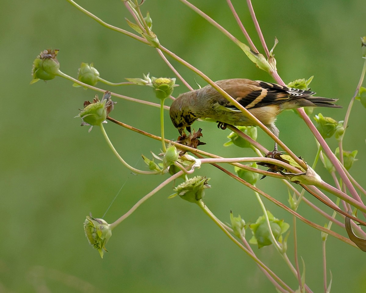 Американский чиж - ML641462952