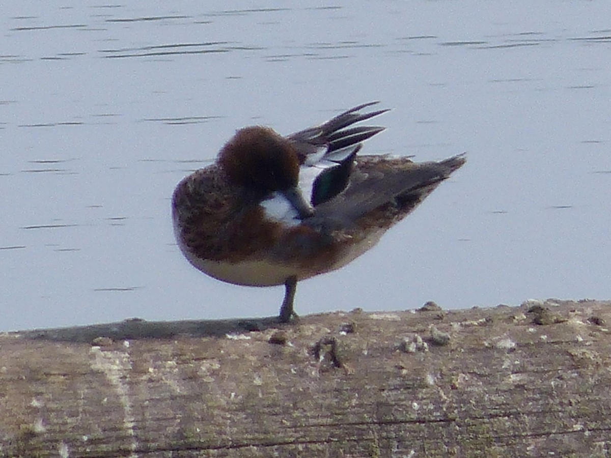 Зээрд нугас - ML641462957