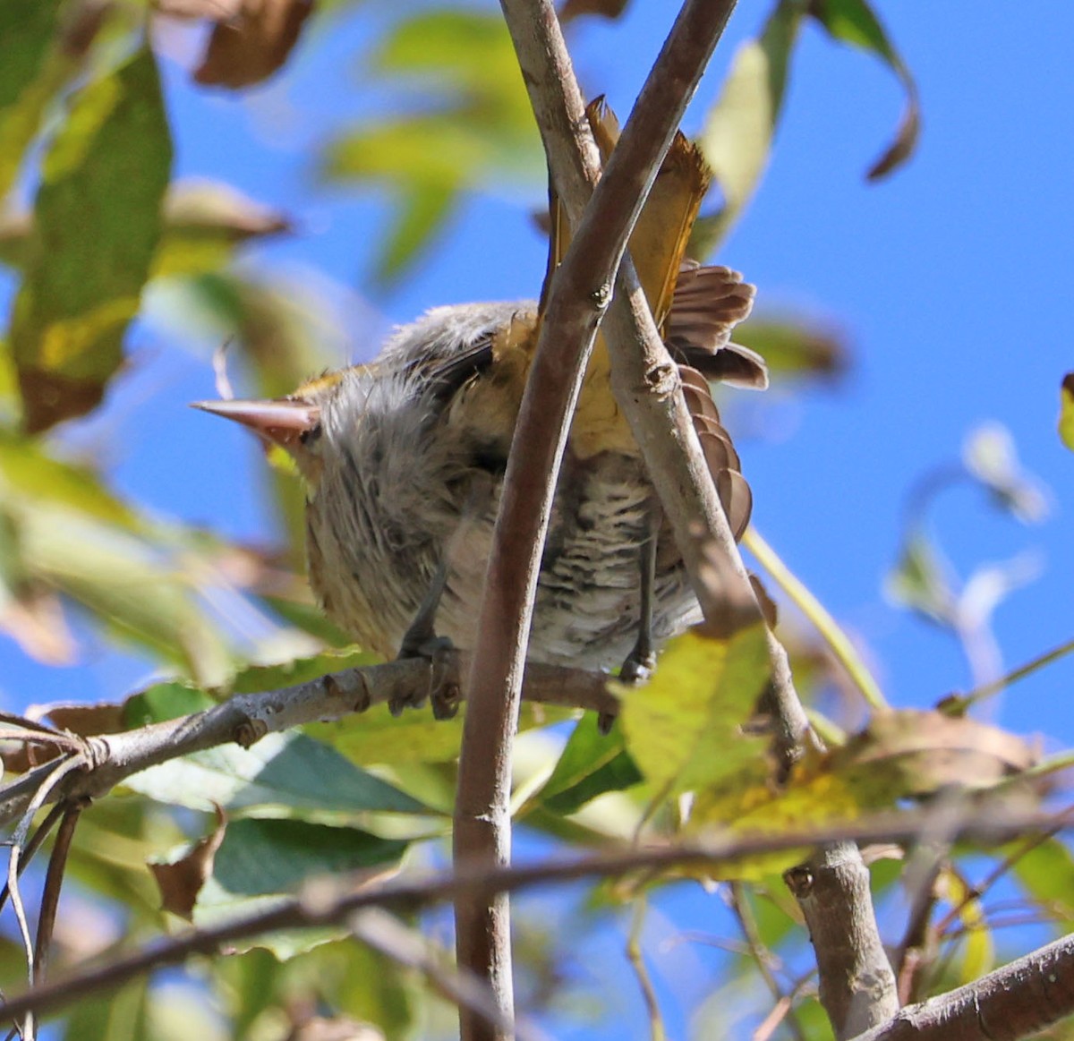 Bullock's Oriole - ML641462959