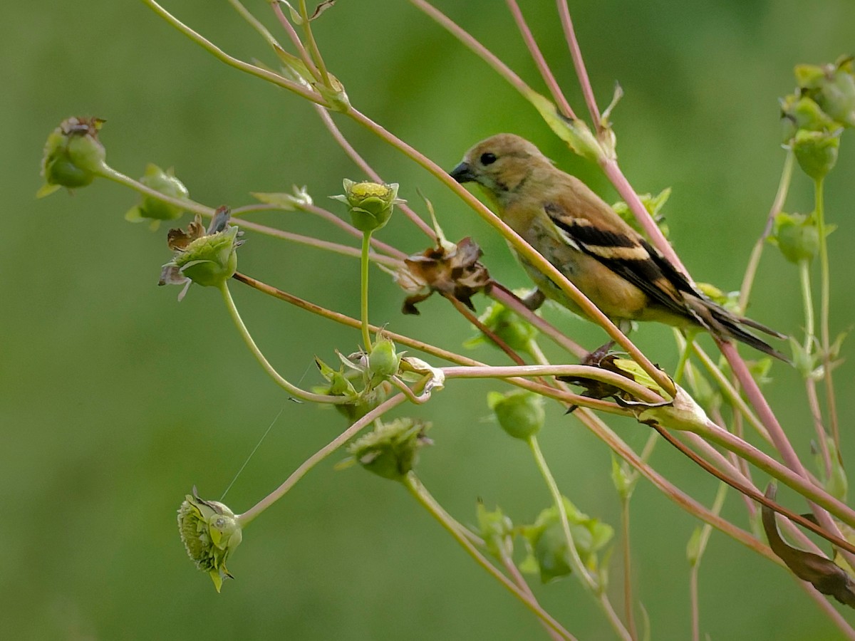 Американский чиж - ML641462964