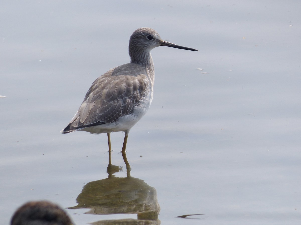 Greater Yellowlegs - ML641462980