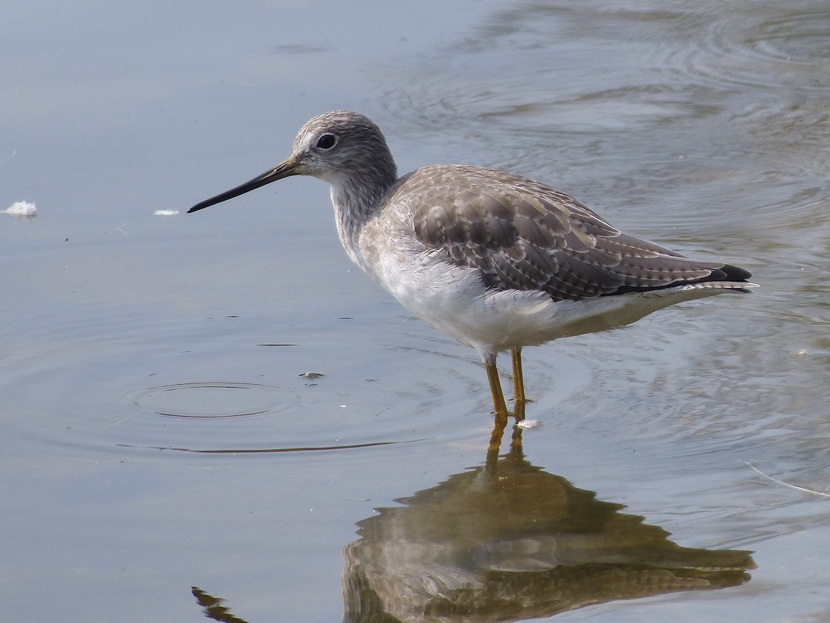Greater Yellowlegs - ML641462981