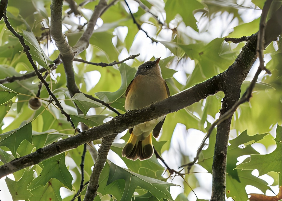 American Redstart - ML641462989