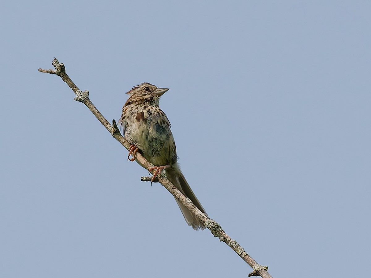 Певчая овсянка - ML641462991