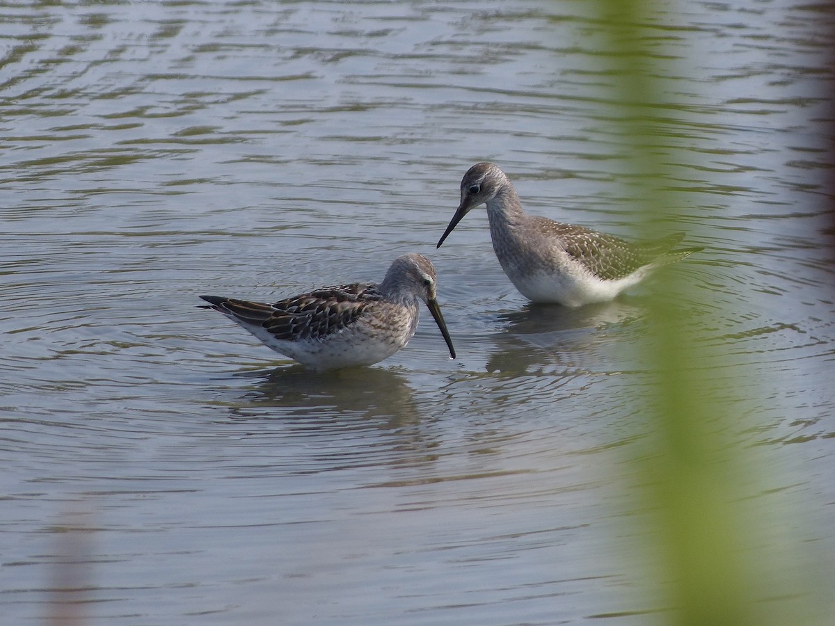 Stilt Sandpiper - ML641463003