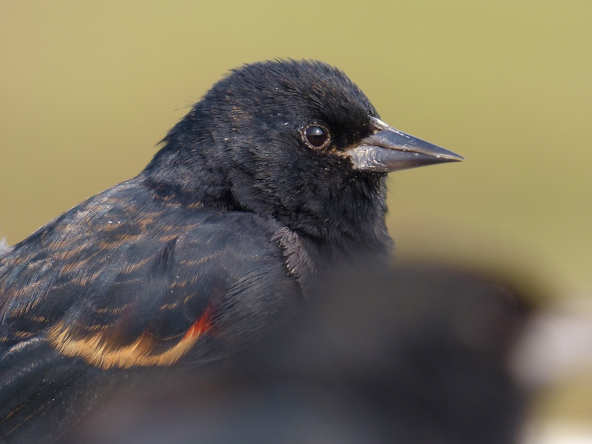 Red-winged Blackbird - ML641463015