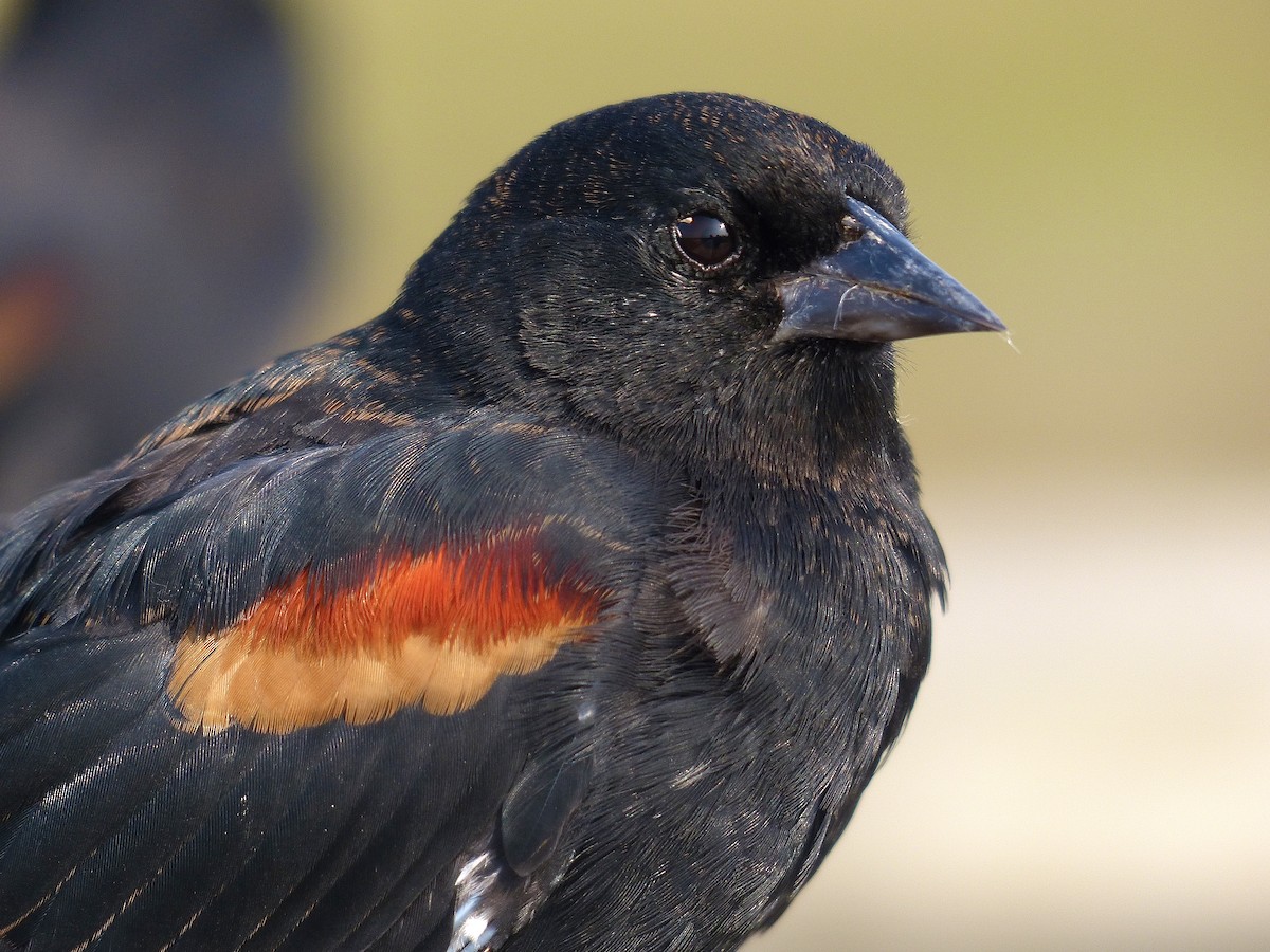 Red-winged Blackbird - ML641463016