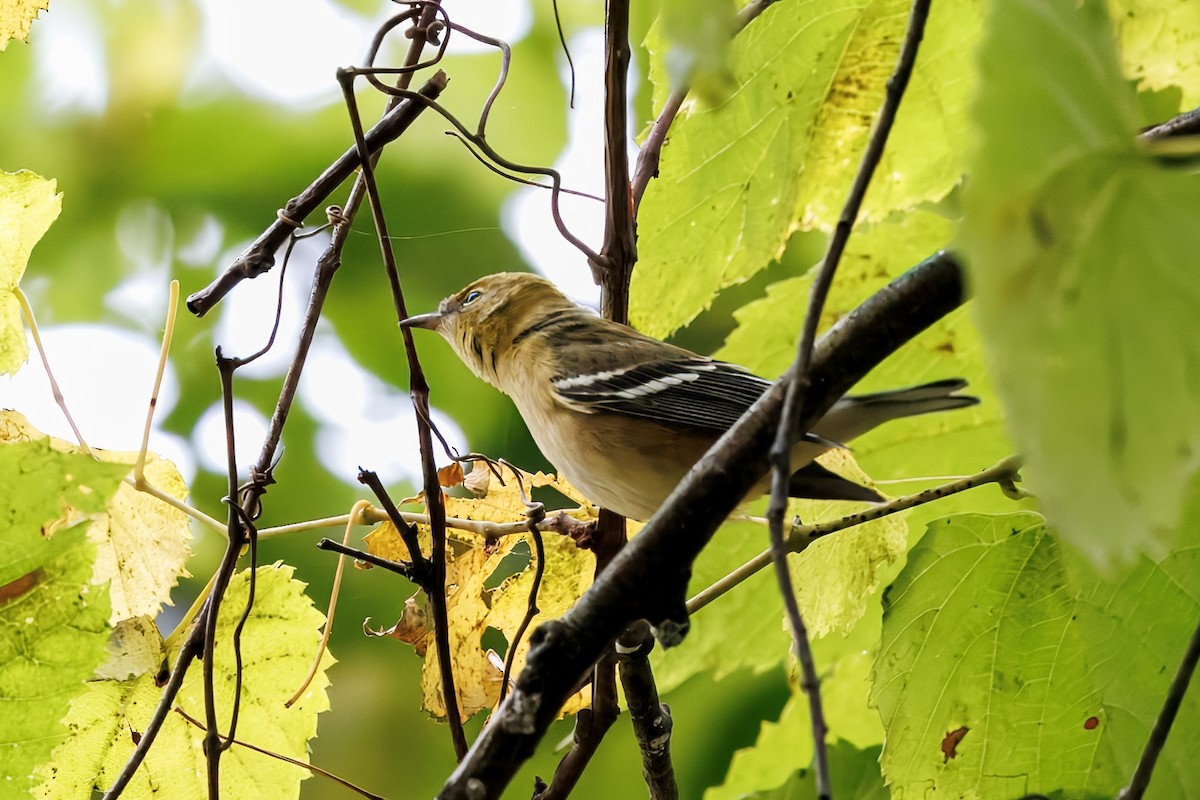 Bay-breasted Warbler - ML641463020