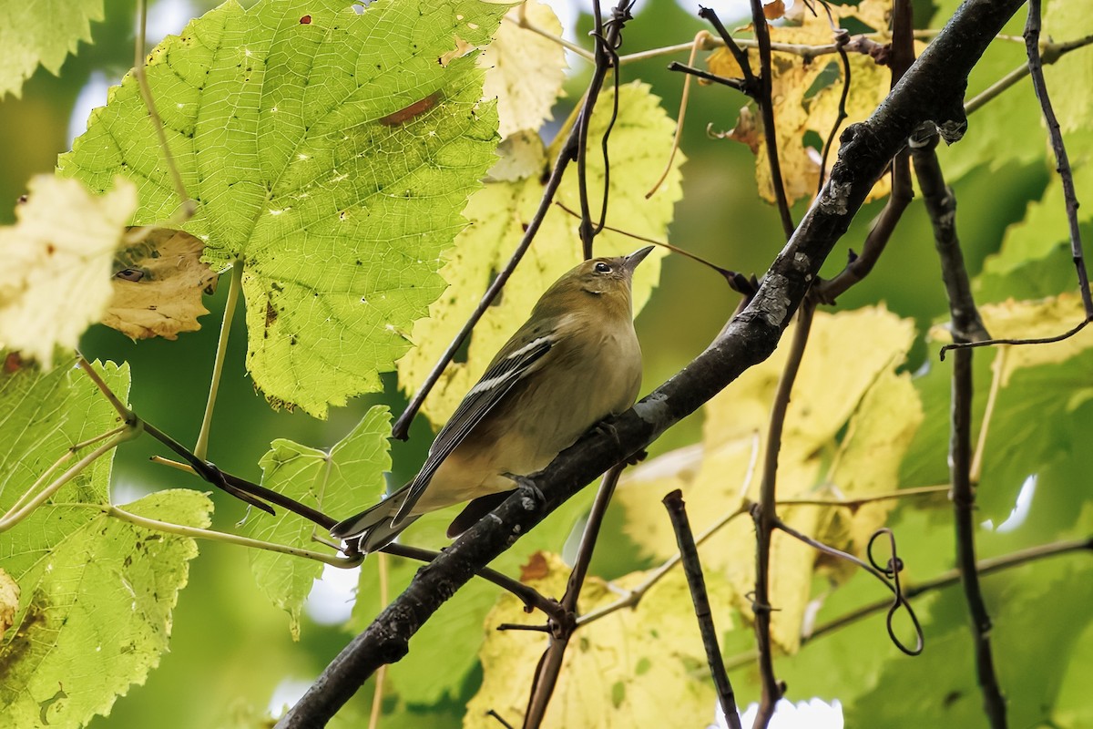 Bay-breasted Warbler - ML641463021